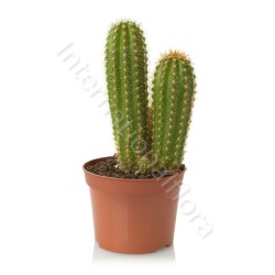 Pianta di Cactus