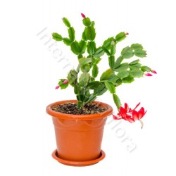 Cactus di Natale