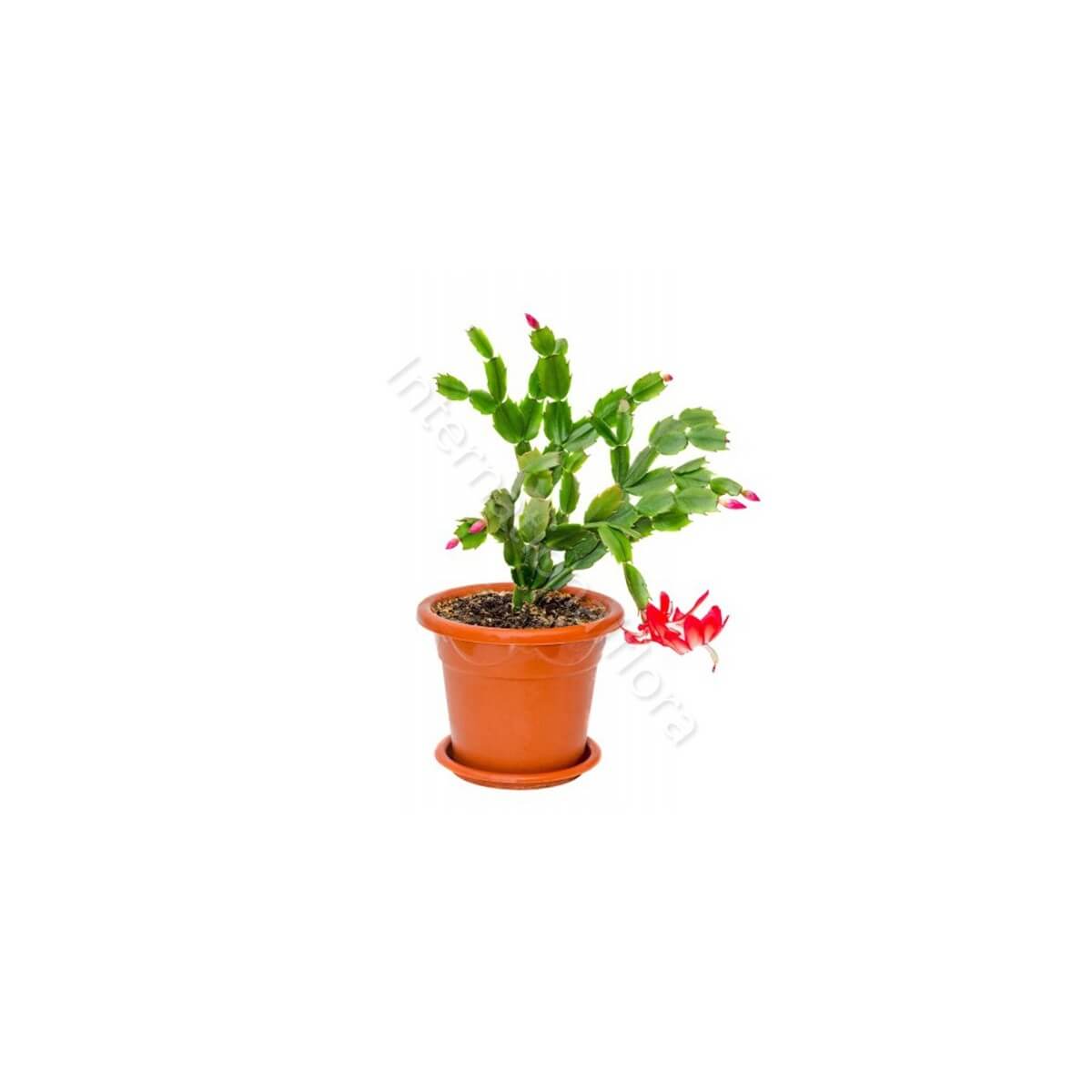 Cactus di Natale
