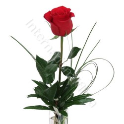 Rose rosse numero preciso internationalflora.com
