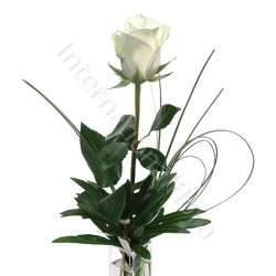 Rose bianche numero preciso internationalflora.com