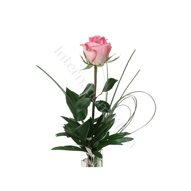 Rose rosa numero preciso internationalflora.com