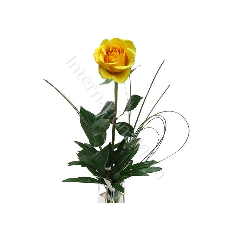 Rose gialle numero preciso internationalflora.com