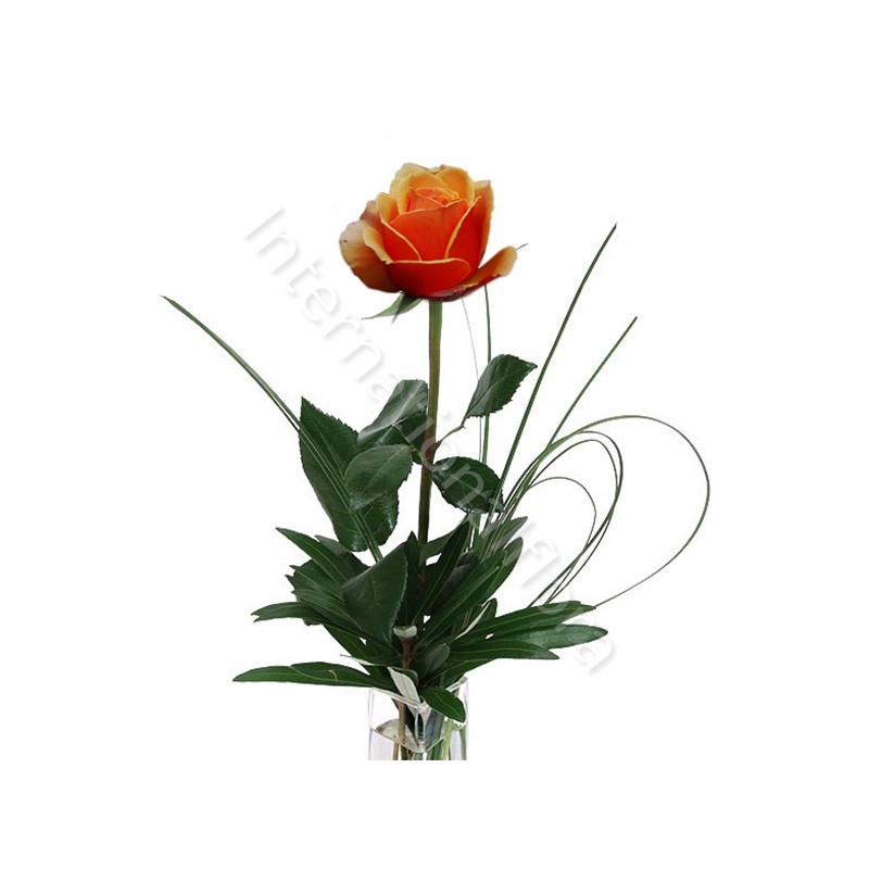 Rose arancio numero preciso internationalflora.com