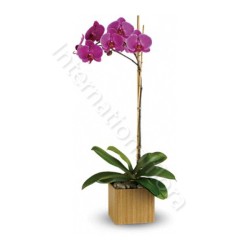 Orchidea Phalenopsis viola