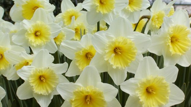 Narciso (Amarillidacee)