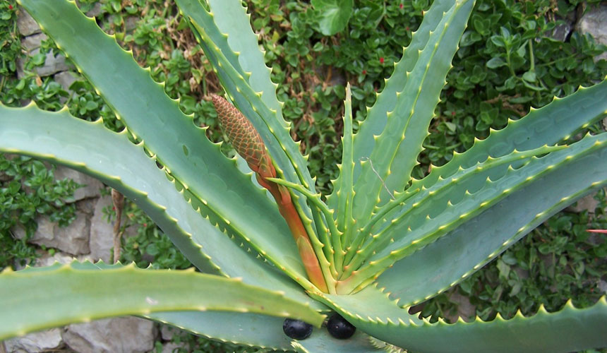 Coltivare in casa l’Aloe vera