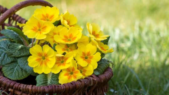 7 fiori primaverili gialli: dai più famosi ai più rari