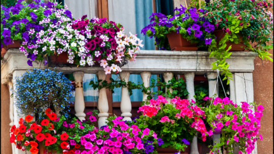 5 piante estive da balcone che arredano e danno colore