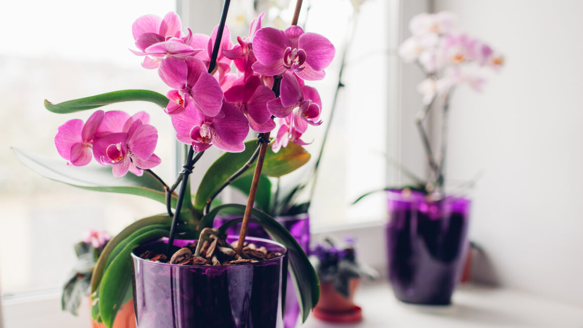 Quante varietà di Orchidee esistono al mondo? Ecco le principali